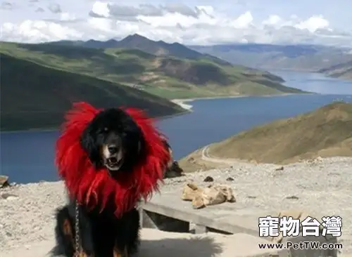 藏獒犬的外觀分類(1圖)-寵物台灣