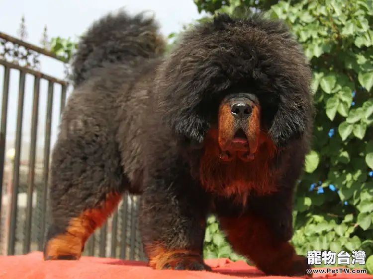 冬季藏獒養殖的注意事項（1圖）-寵物台灣