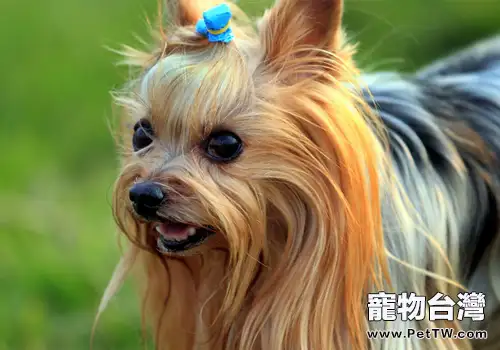 約克夏犬壽命可以有多長(1圖)-寵物台灣