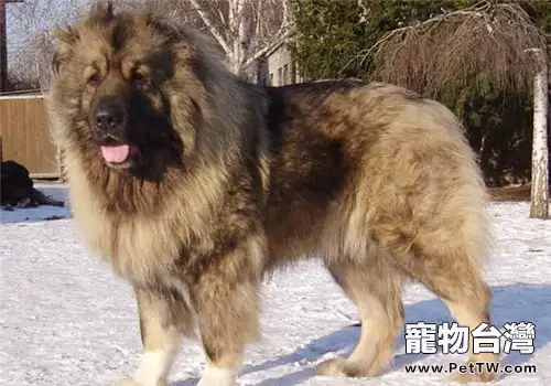 高加索犬餵養方法(1圖)-寵物台灣