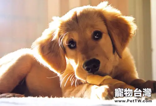 關於給狗狗啃骨頭的一些說法