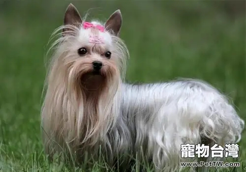 如何讓約克夏不再膽小