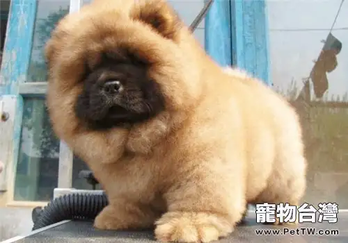 松獅春季掉毛怎麼辦(1圖)-寵物台灣