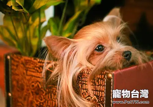 怎麼訓練約克夏上廁所（1圖）-寵物台灣