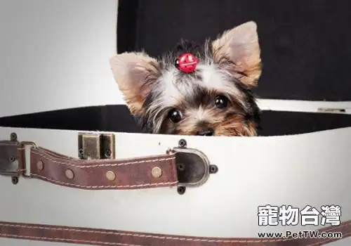 約克夏牙齒保健三要點(1圖)-寵物台灣