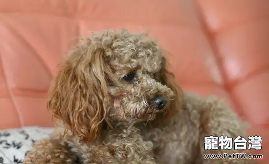 關於貴賓犬該怎麼餵食的問題（1圖）-寵物台灣