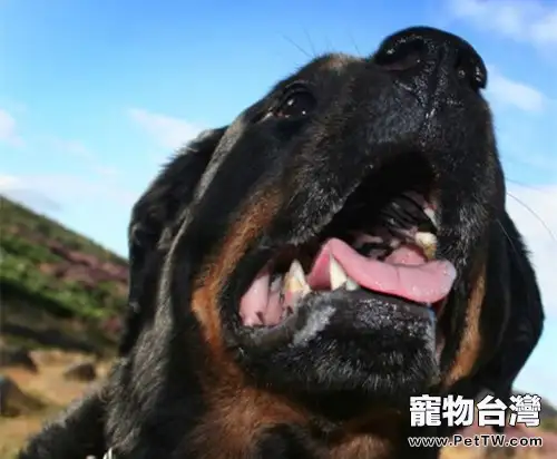 羅威那的種類有哪幾種（1圖）-寵物台灣