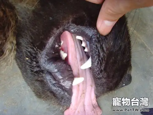 判斷藏獒年齡的一般標準(1圖)-寵物台灣