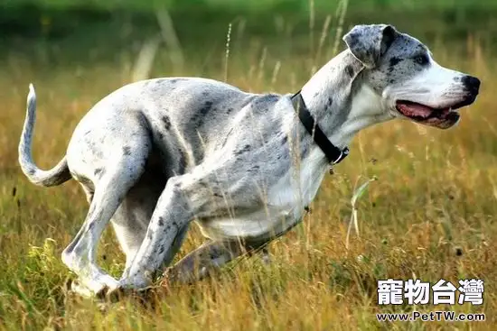 怎麼給大丹犬做美容