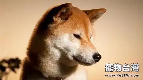 秋田犬的品種及價格介紹(1圖)-寵物台灣