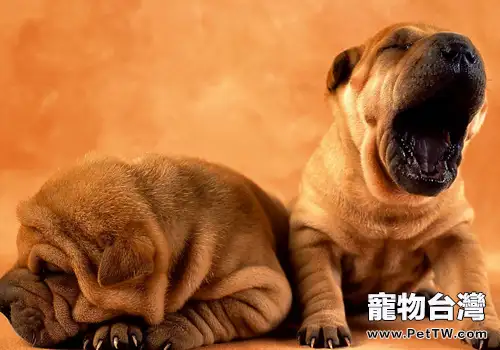沙皮狗種類知多少(1圖)-寵物台灣