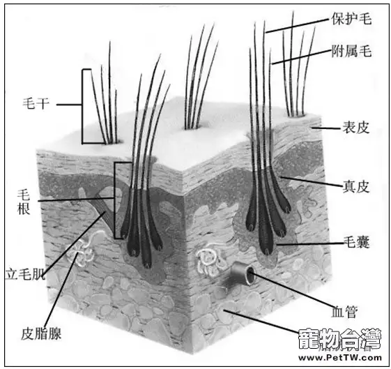 狗狗剃毛知多少