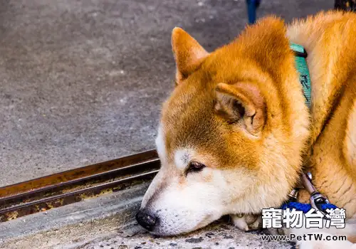秋田犬智商排名居中引爭議(1圖)-寵物台灣