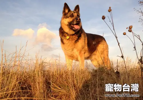 德國牧羊犬好不好