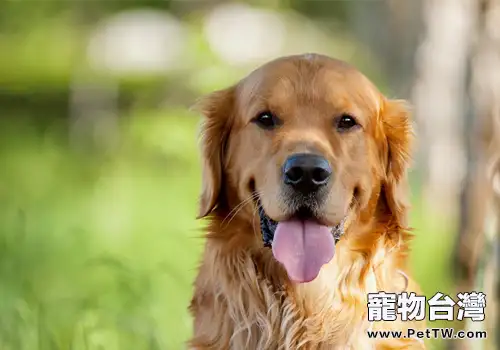 常見的工作犬種類