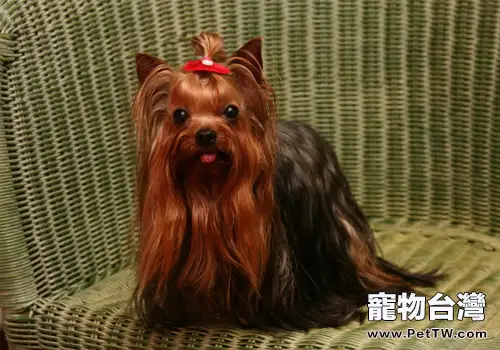 狗狗毛髮枯燥怎麼辦