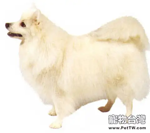 銀狐犬和薩摩耶的區別