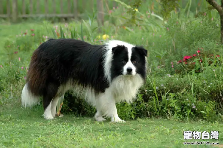 邊境牧羊犬皮屑增多的原因分析