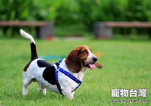 巴吉度好養嗎