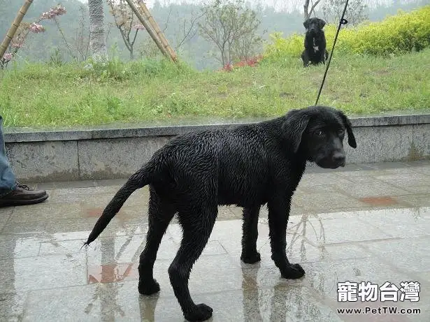 狗狗雨具的的挑選建議