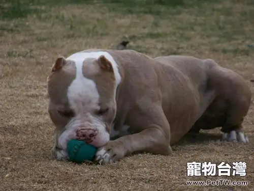 比特犬的飼養要點