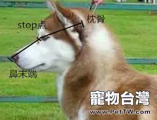 如何判斷哈士奇純種與否