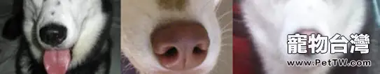 如何判斷哈士奇純種與否