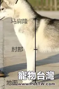如何判斷哈士奇純種與否