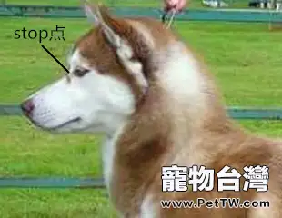 如何判斷哈士奇純種與否