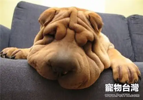 沙皮狗得了犬瘟怎麼治療