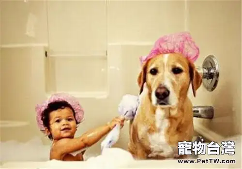懷孕的狗狗可以洗澡嗎