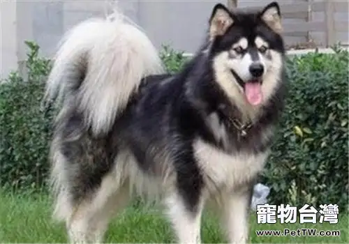 阿拉斯加雪撬犬造型修剪方法