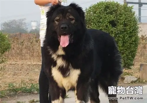 高加索犬拉肚子怎麼辦