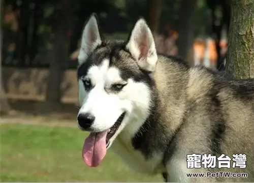 發育期狗狗應該如何餵食(1圖)-寵物台灣