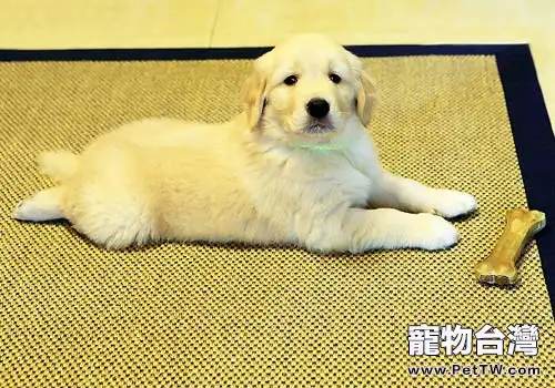 狗狗一天卡路里換算表
