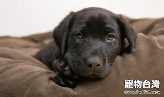 拉布拉多有口臭的原因和解決辦法