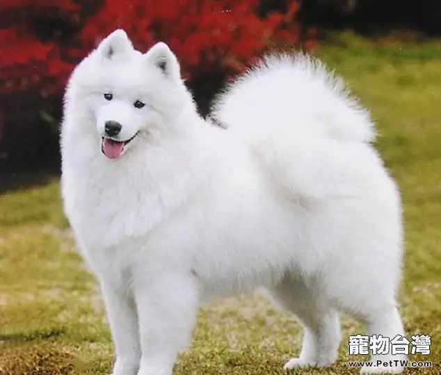 寒冷冬天飼養狗狗的注意事項(1圖)-寵物台灣