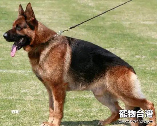 德國牧羊犬生產前兆和表現 (1圖)-寵物台灣