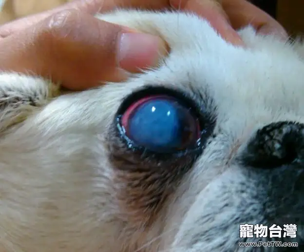 獅子狗(京叭犬)角膜炎的病例分析(共3張圖片)-寵物台灣