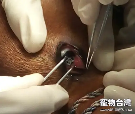 犬結膜吸吮線蟲病的診治