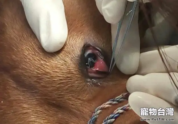 犬結膜吸吮線蟲病的診治(共3張圖片)-寵物台灣