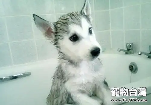 夏季自己給狗狗洗澡的注意事項