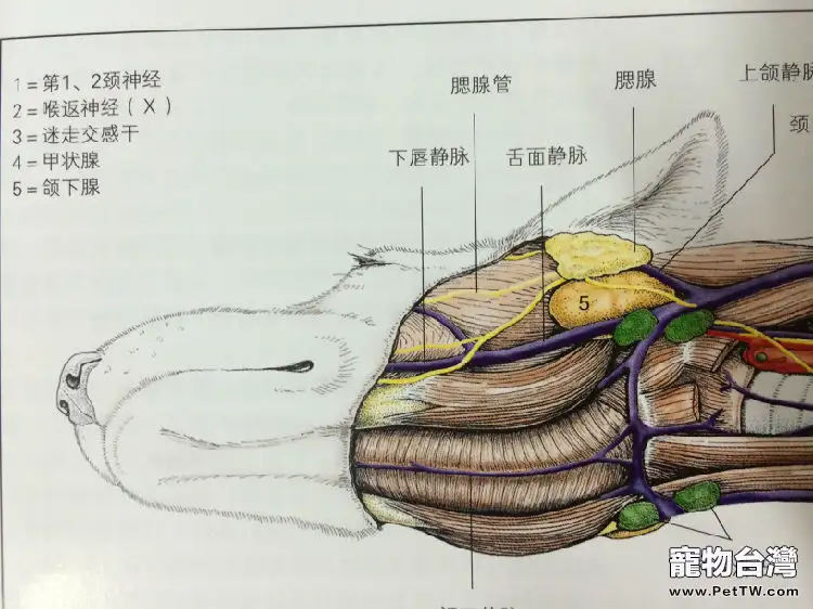 犬舌下囊腫的診治