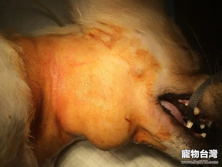 犬舌下囊腫的診治