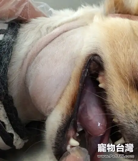 犬舌下囊腫的診治