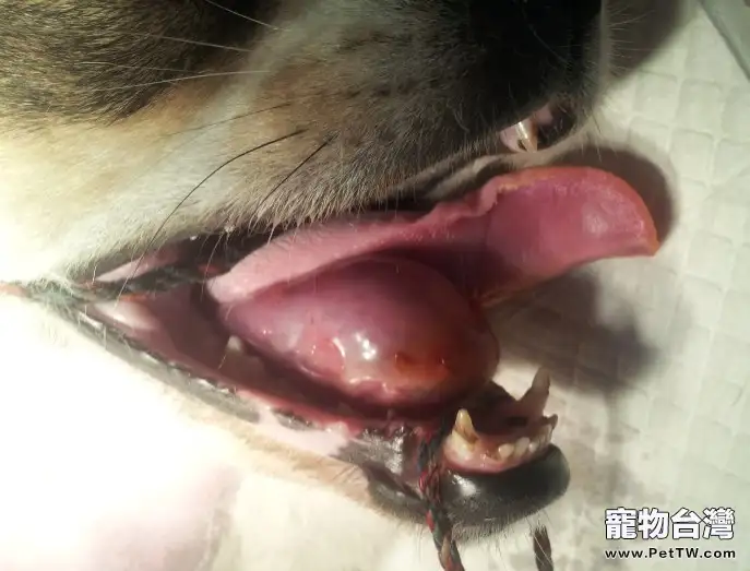 犬舌下囊腫的診治