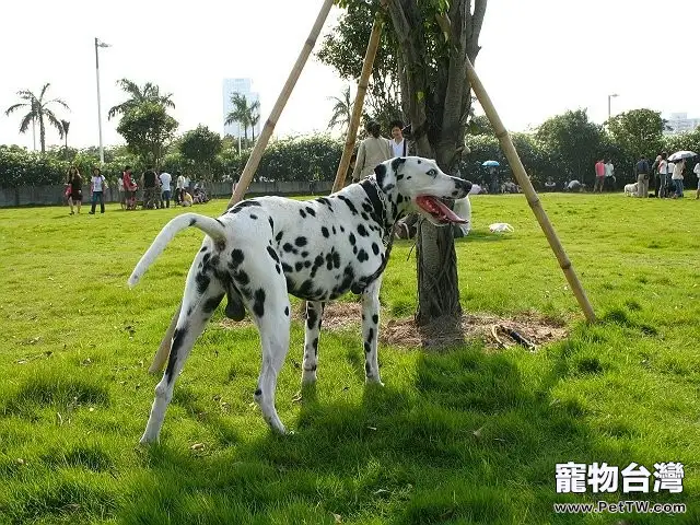 狗狗的群體行為分析