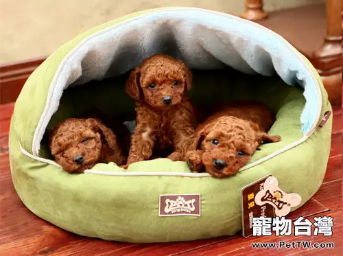 狗窩的正確清理方法