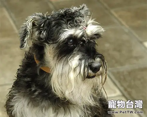 如何訓練狗狗不懼怕獸醫0(1圖)-寵物台灣