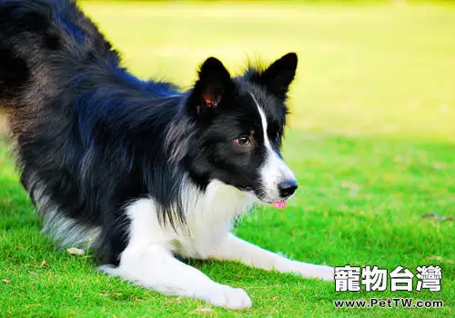 狗狗拔牙後的護理